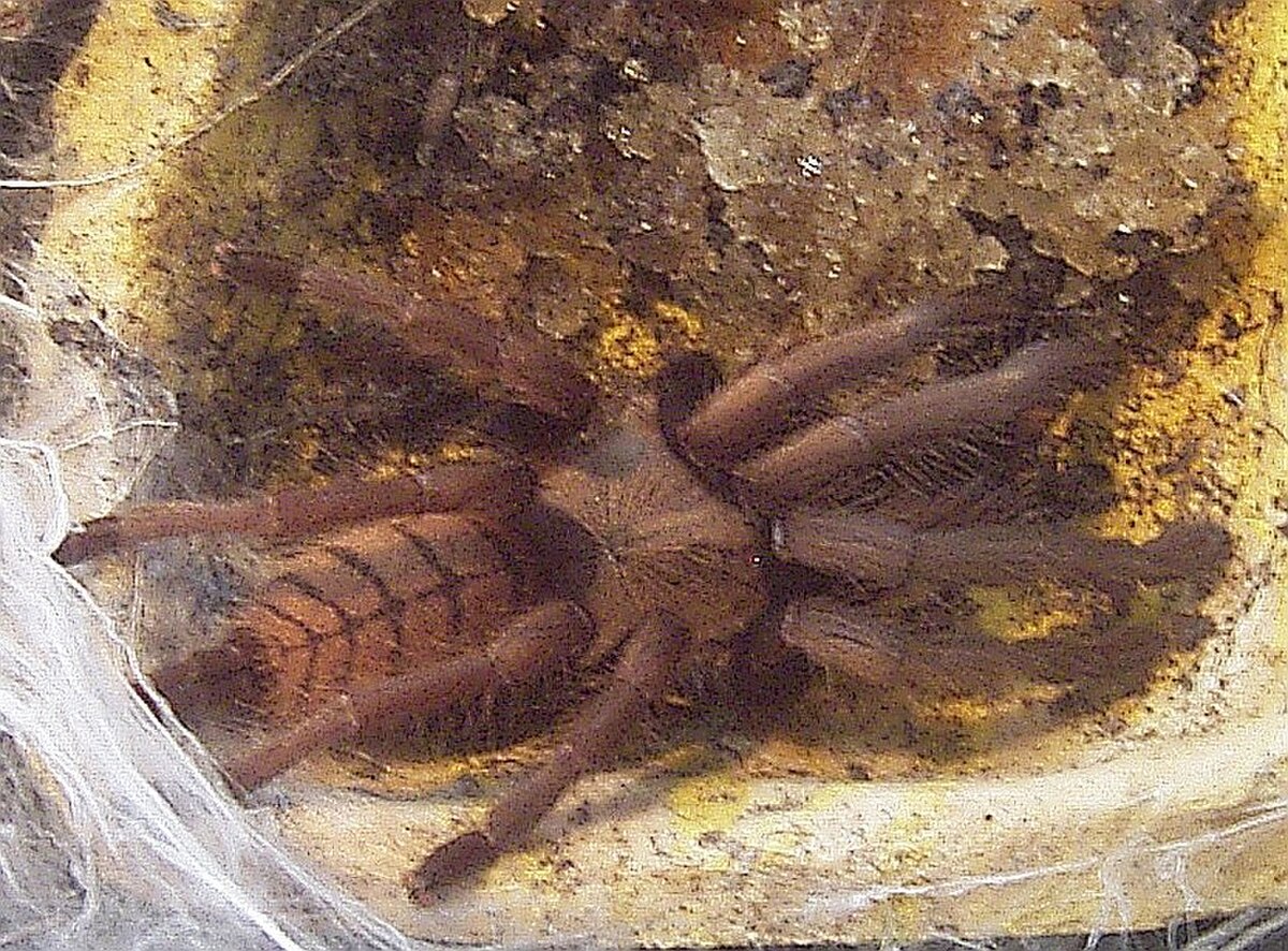 Chilobrachys