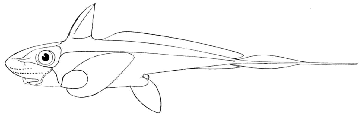 Chimaera
