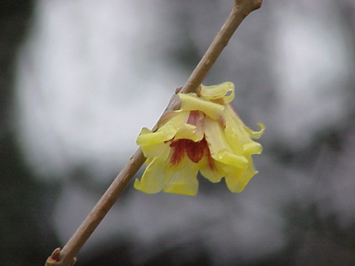 Chimonanthus