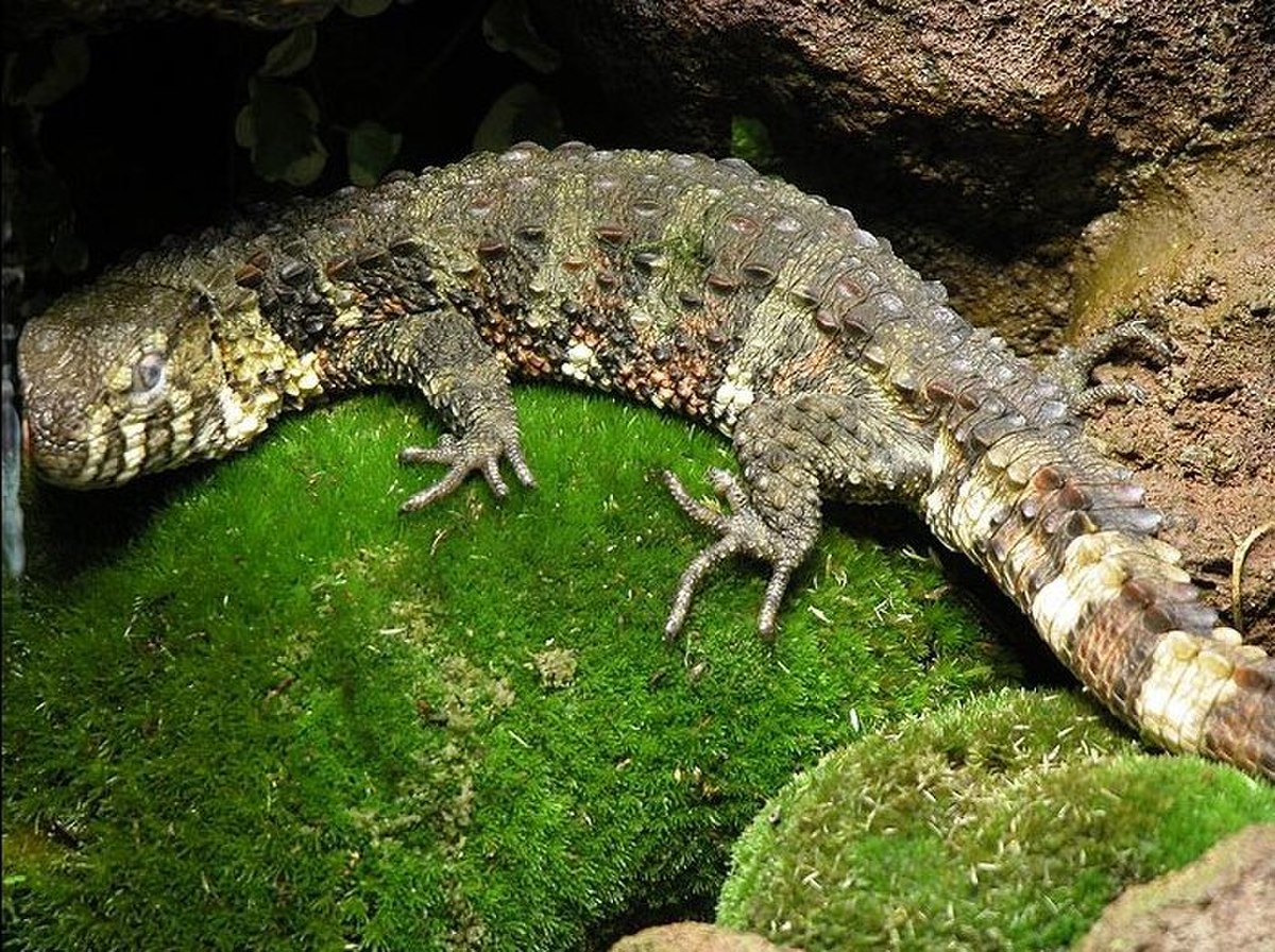 Xenosauridae