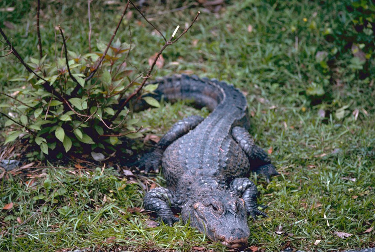 Alligator de Chine
