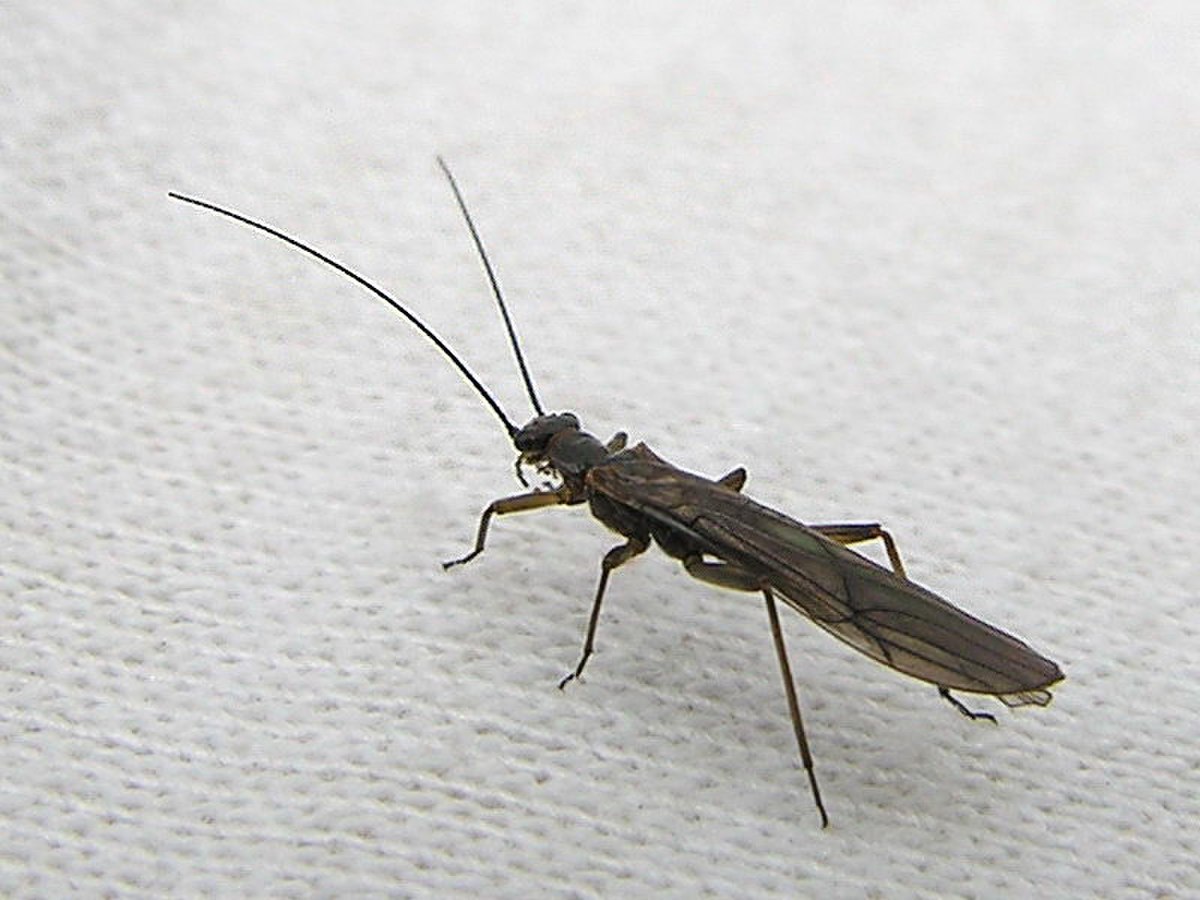 Plecoptera