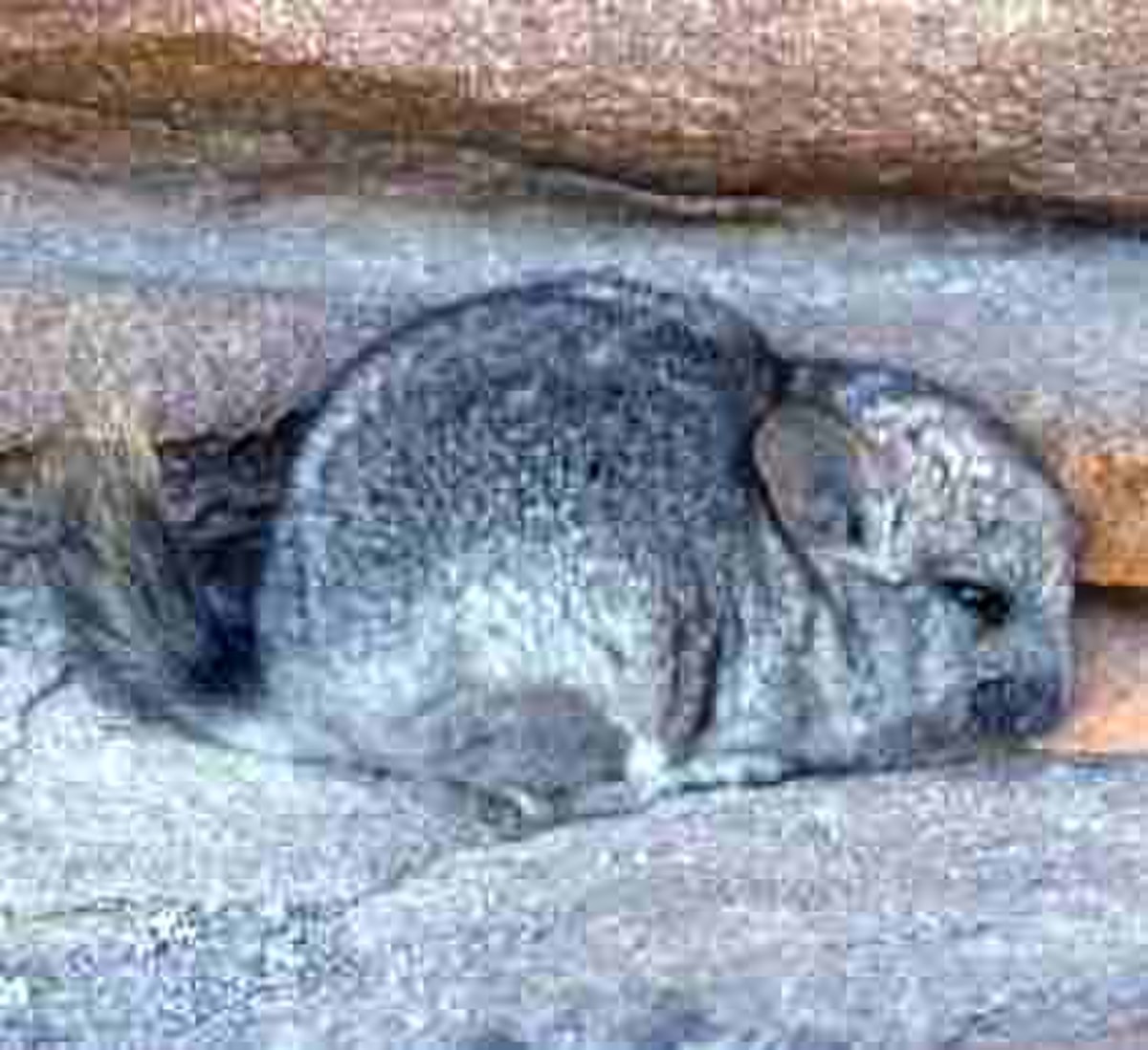Chinchilla brevicaudata