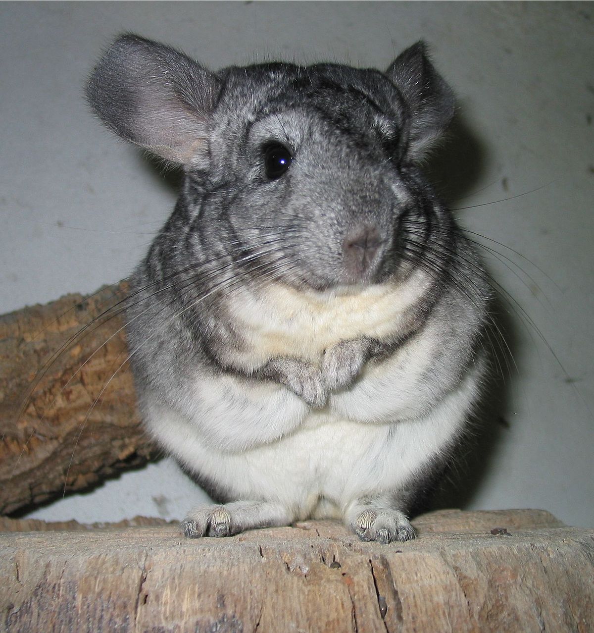 Chinchilla domestique