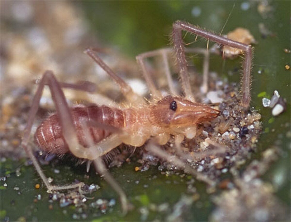 Ammotrechidae
