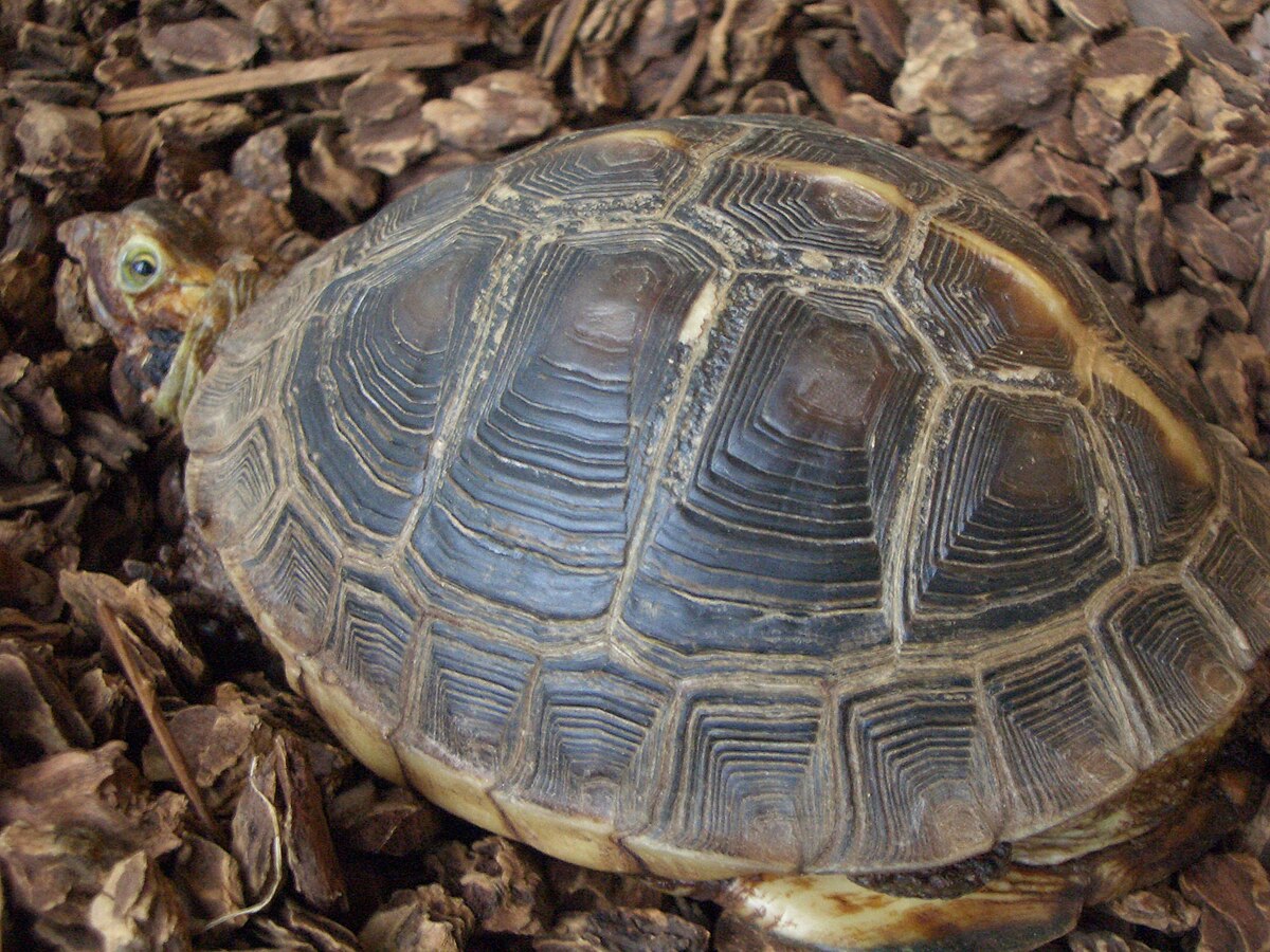 Cuora flavomarginata