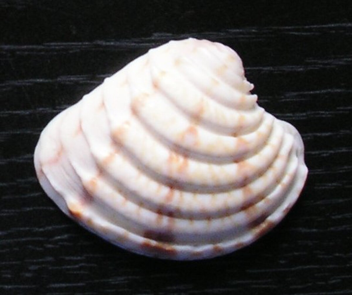 Chione