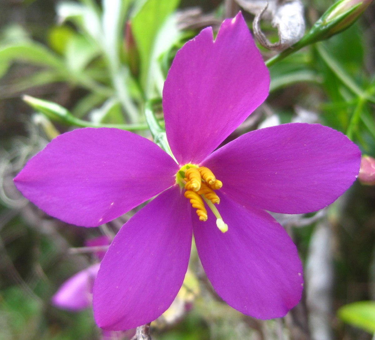 Chironia