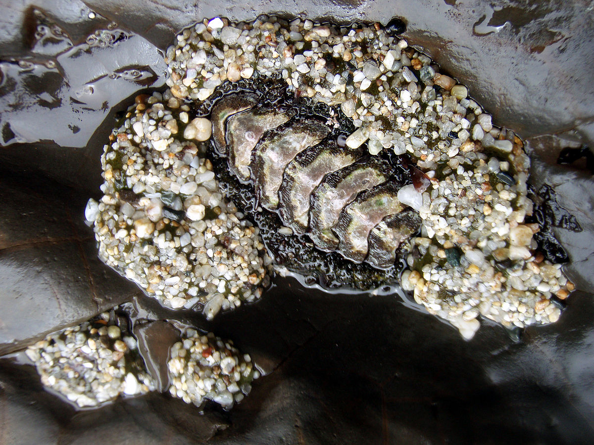 Chiton and sea anemones at tide pool.jpg