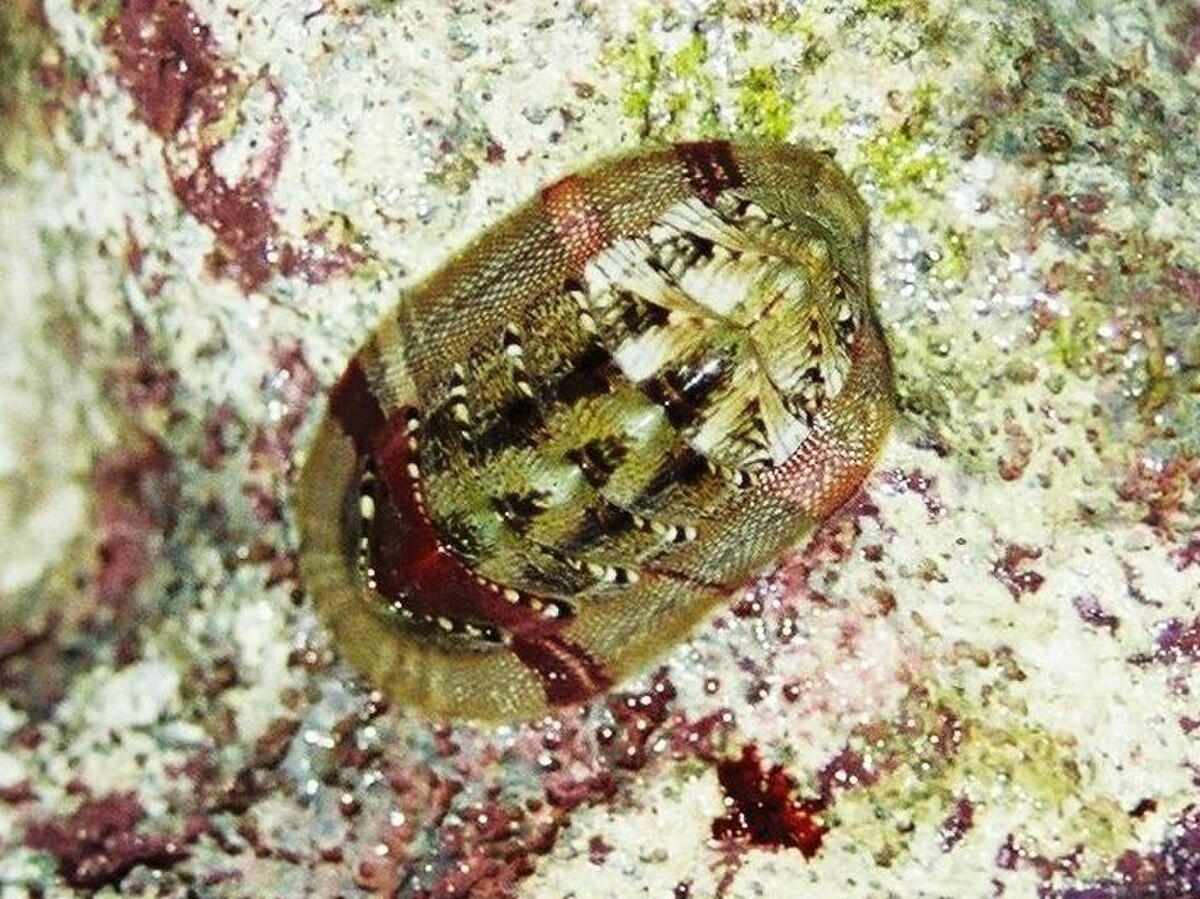 Chiton