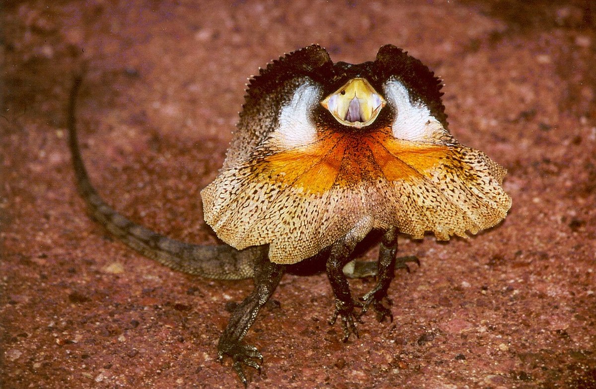 Lézard à collerette