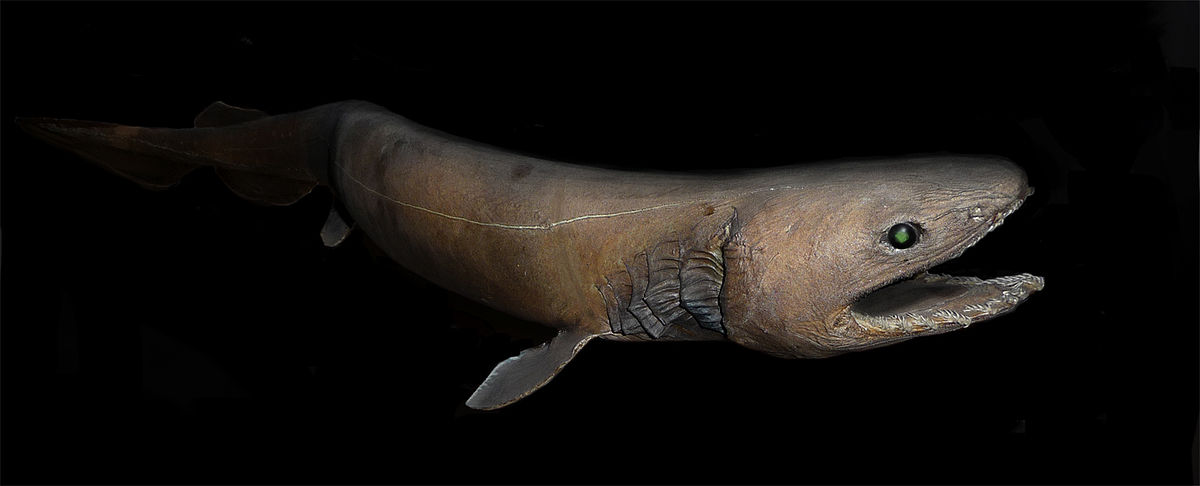 Chlamydoselachus anguineus