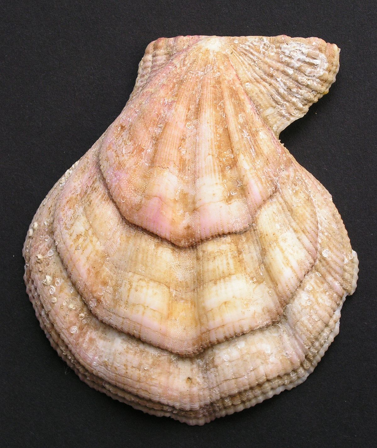 Chlamys