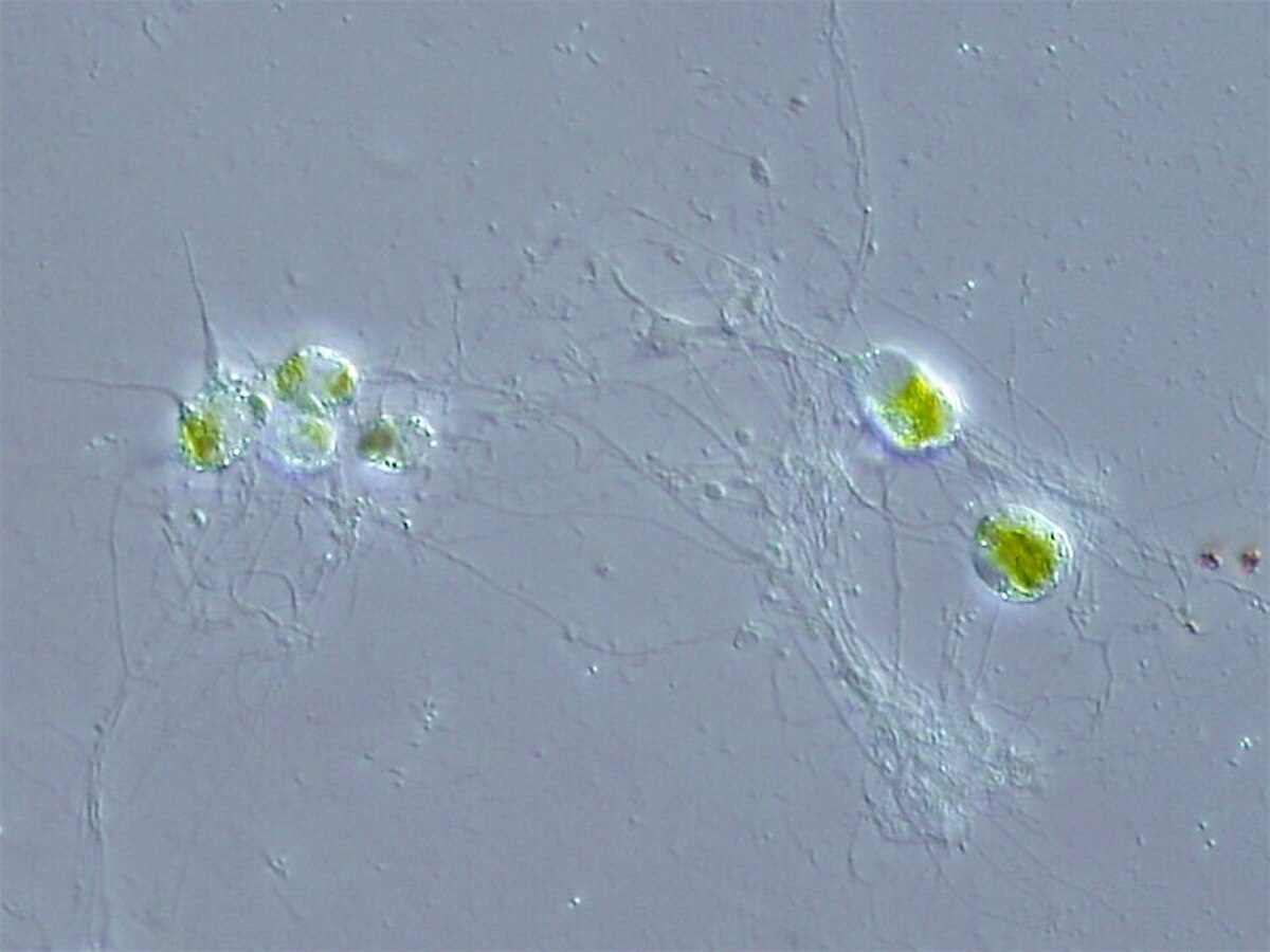 Cercozoa