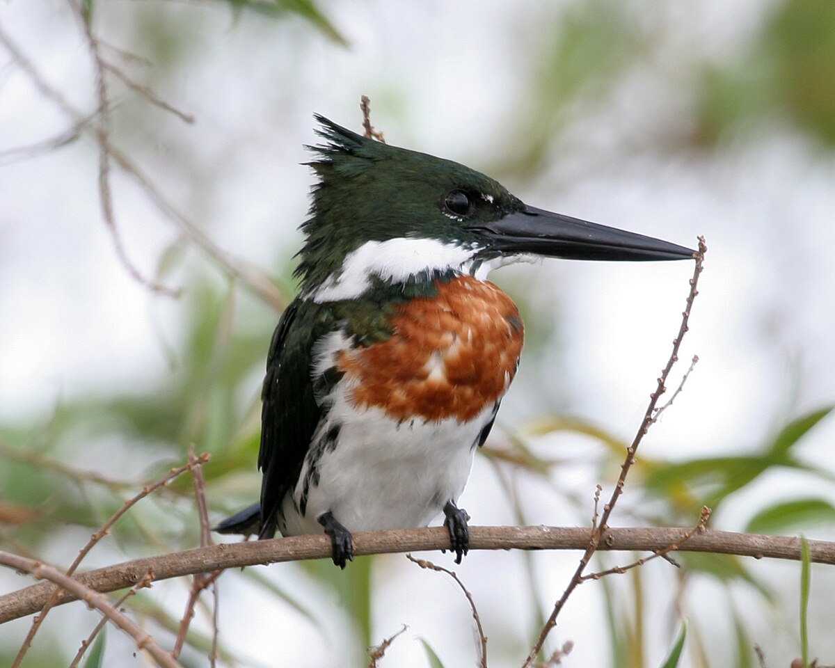 Martin-pêcheur d'Amazonie