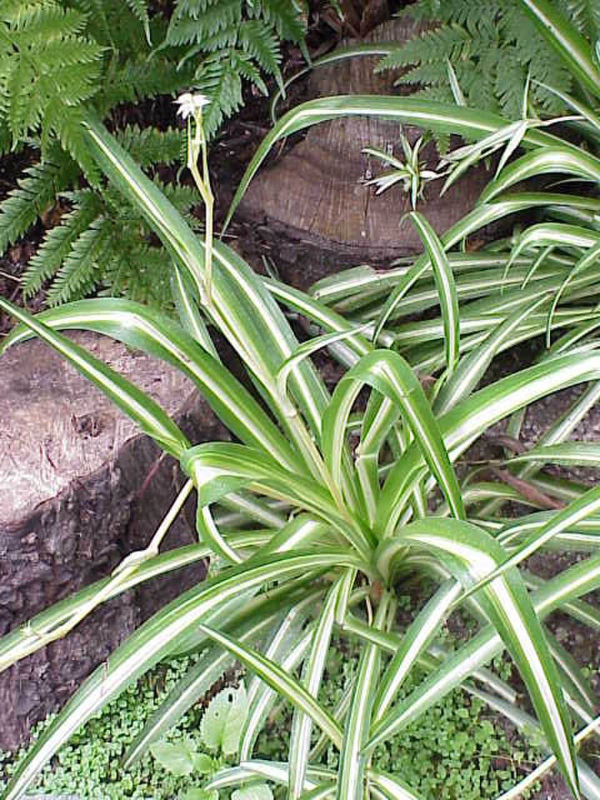 Chlorophytum