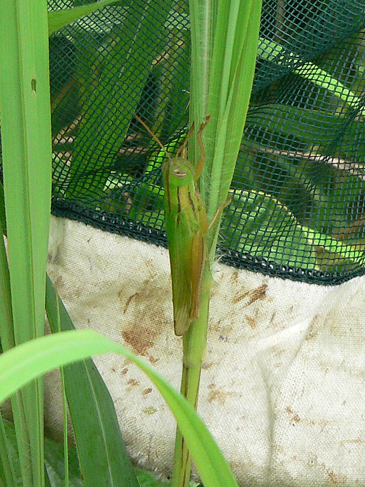Tropidopolinae