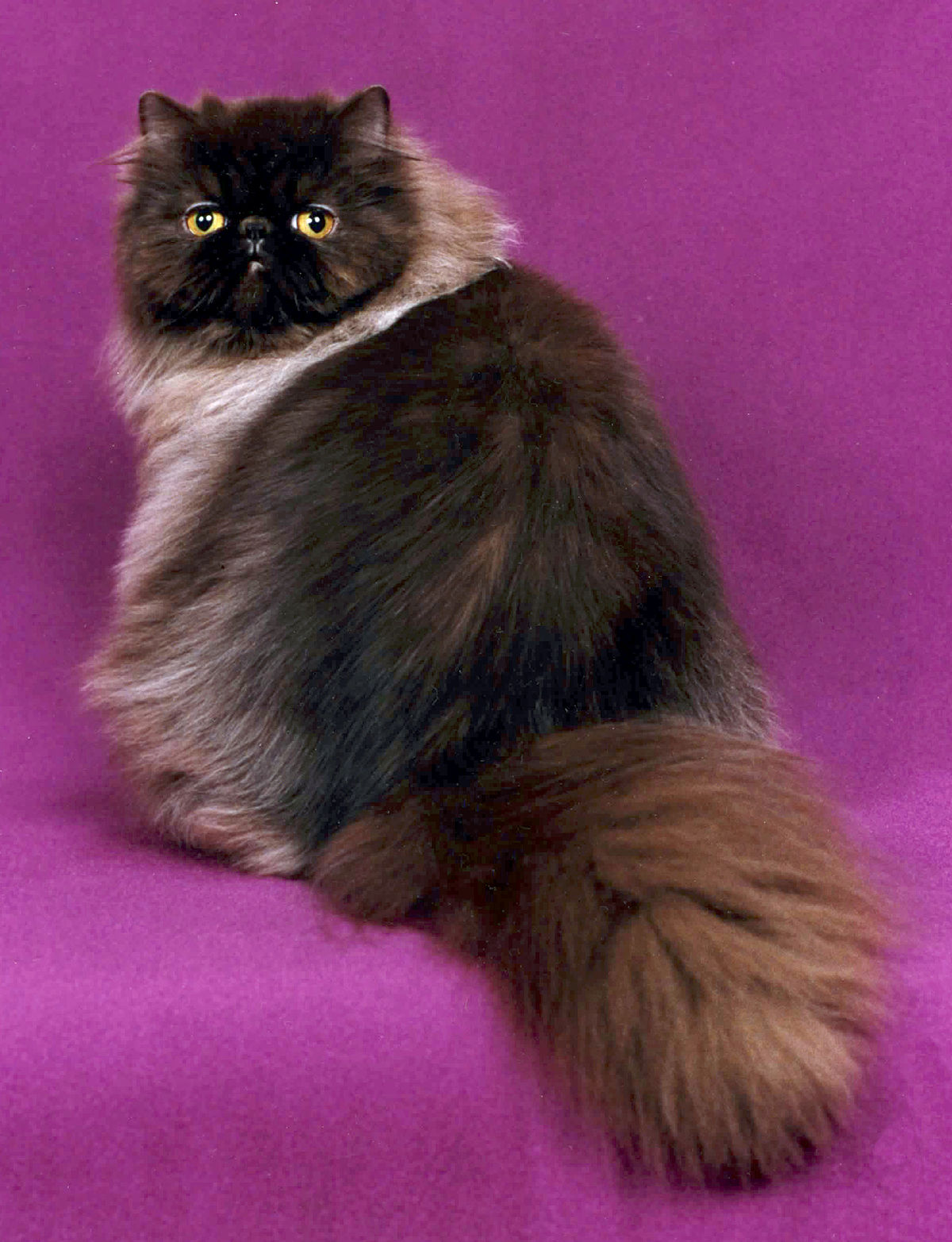 Persan (chat)