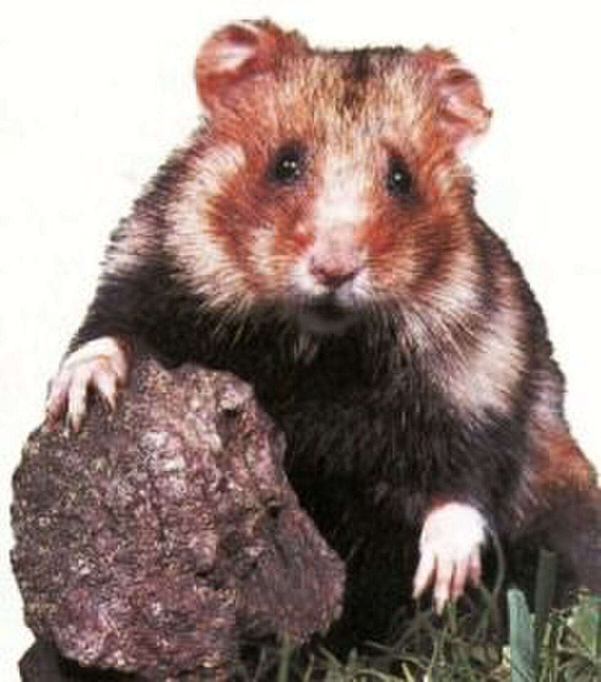 Hamster