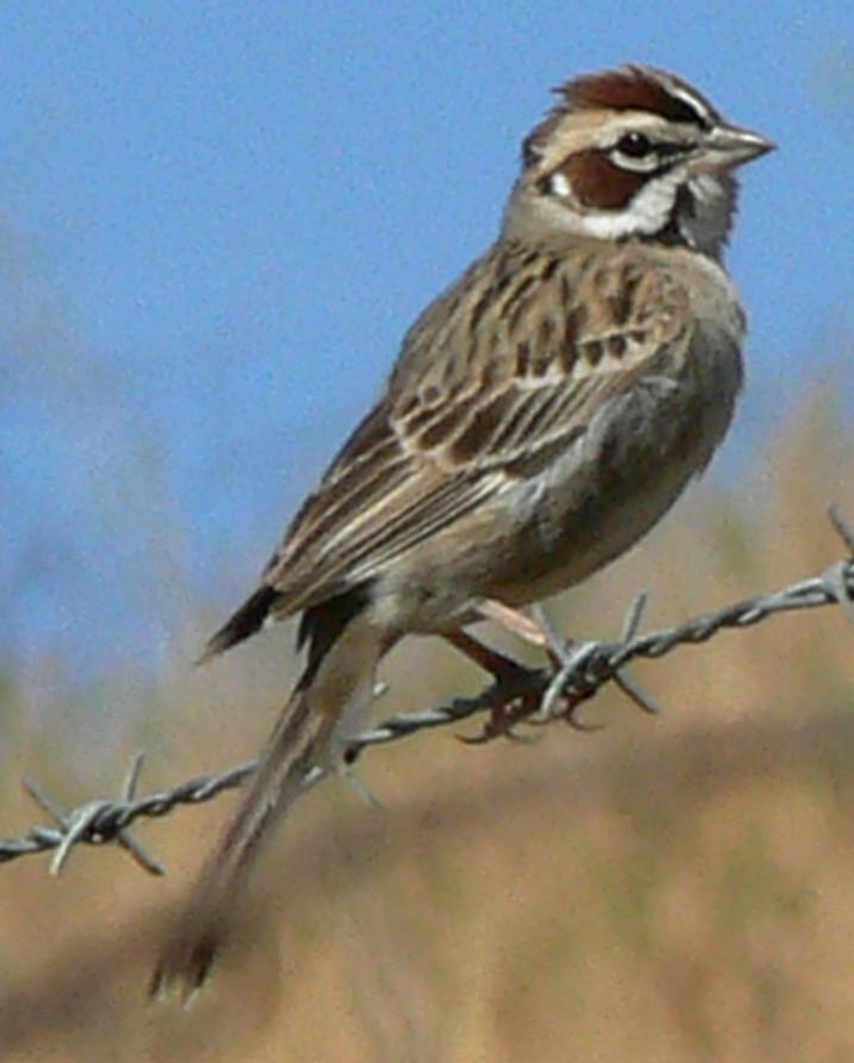 Bruant à joues marron