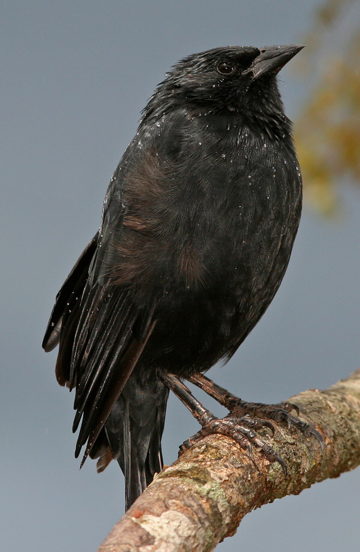 Quiscale chopi