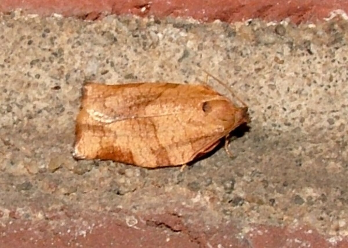 Tordeuse à bandes obliques