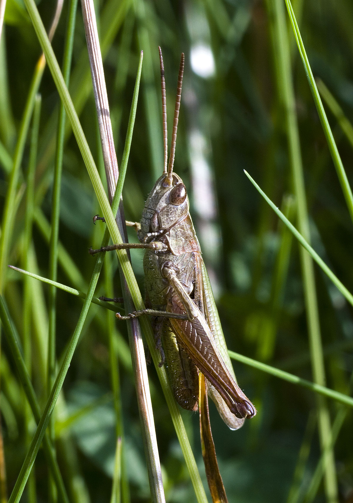 Chorthippus