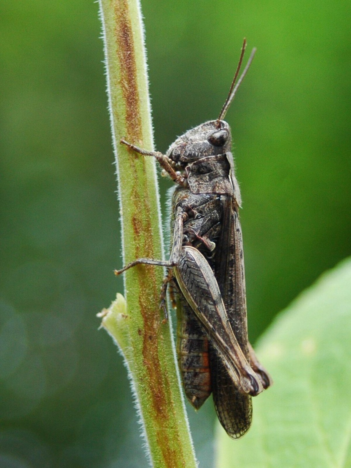 Chorthippus brunneus