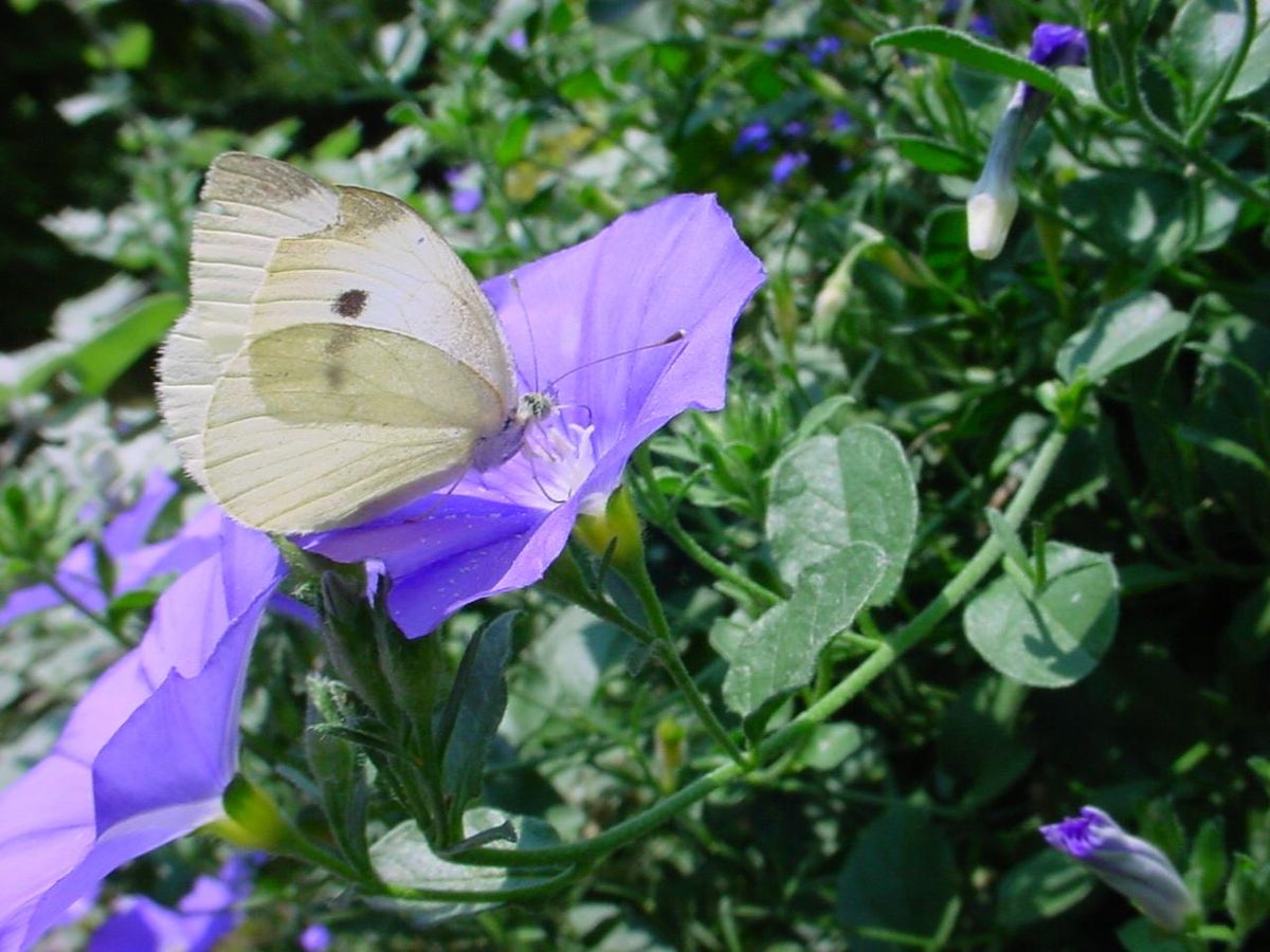 Pieridae