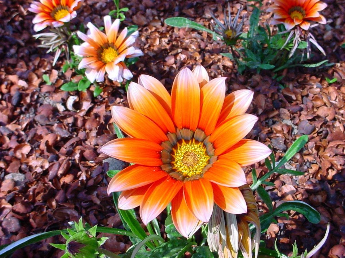 ChristianBauer unknown flower.jpg