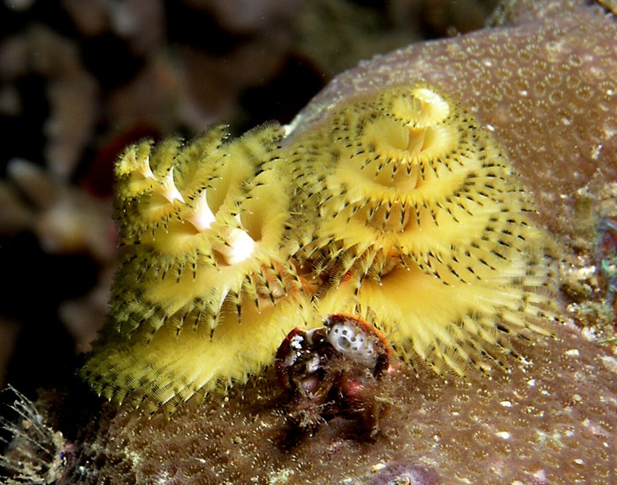 Christmas tree worm yellow.jpg