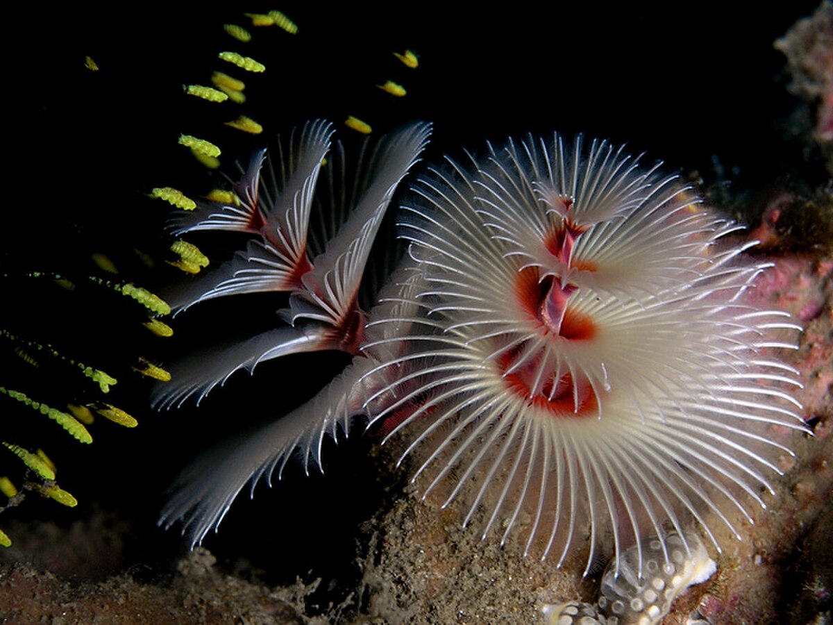 Christmastreeworm Nick Hobgood.jpg