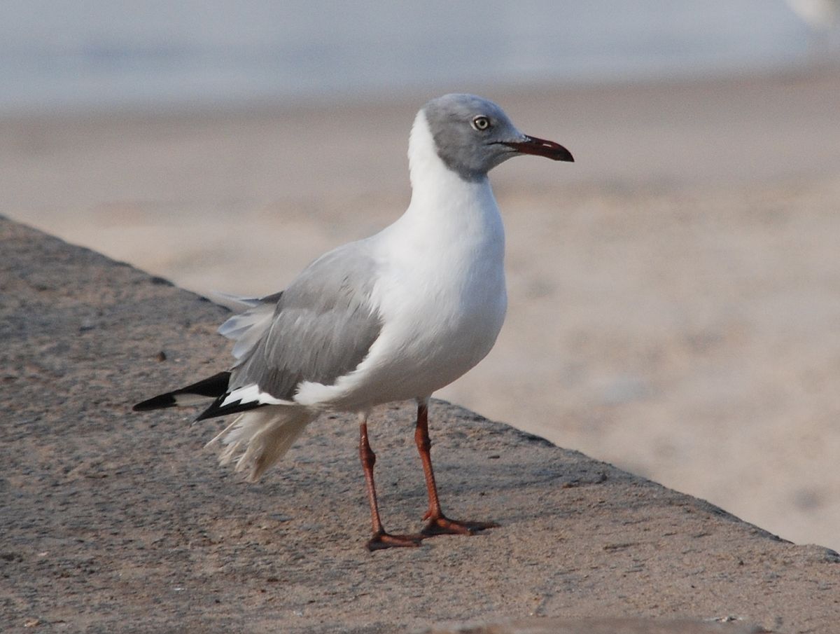 Mouette à tête grise