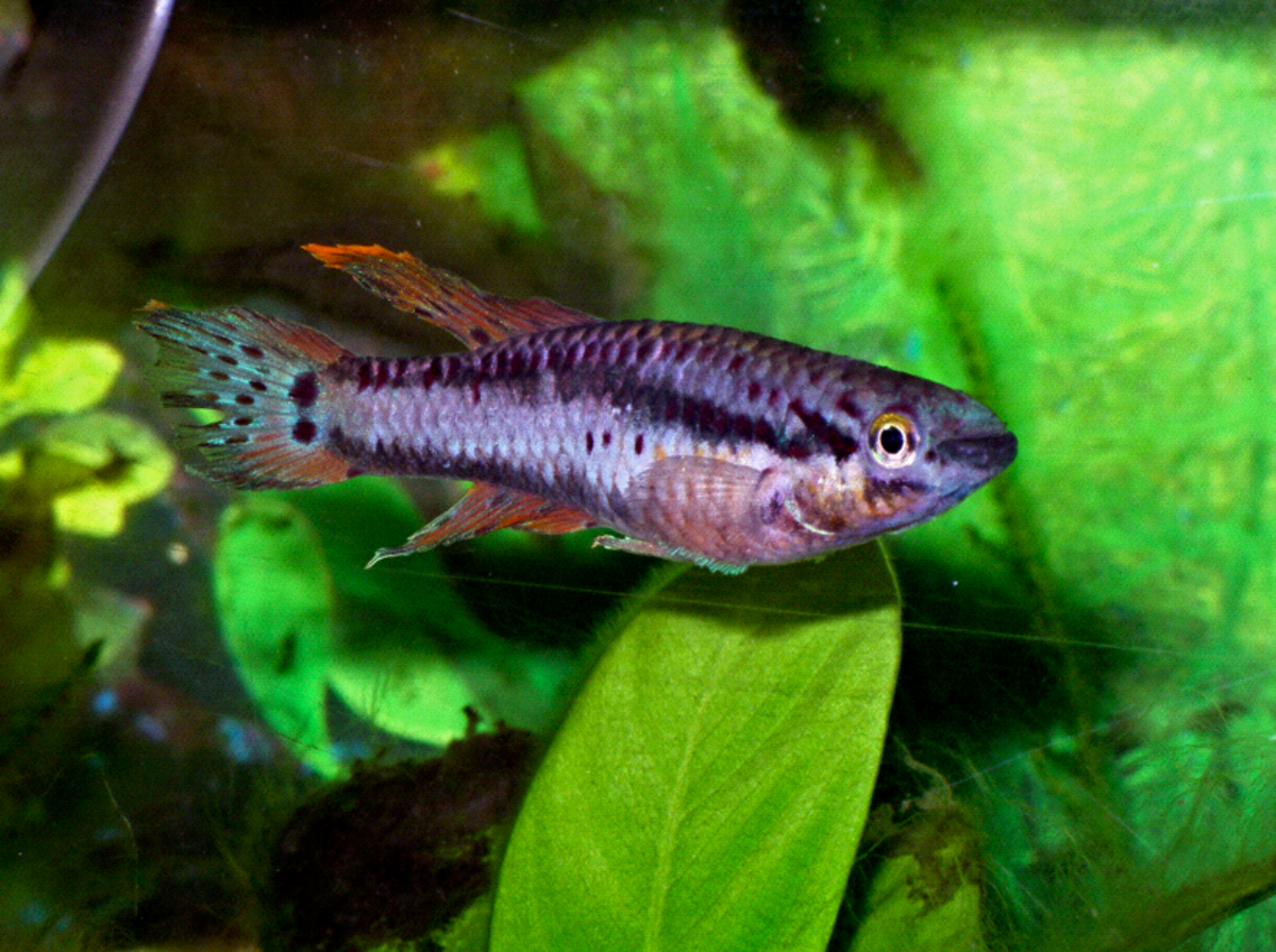 Aplocheilidae