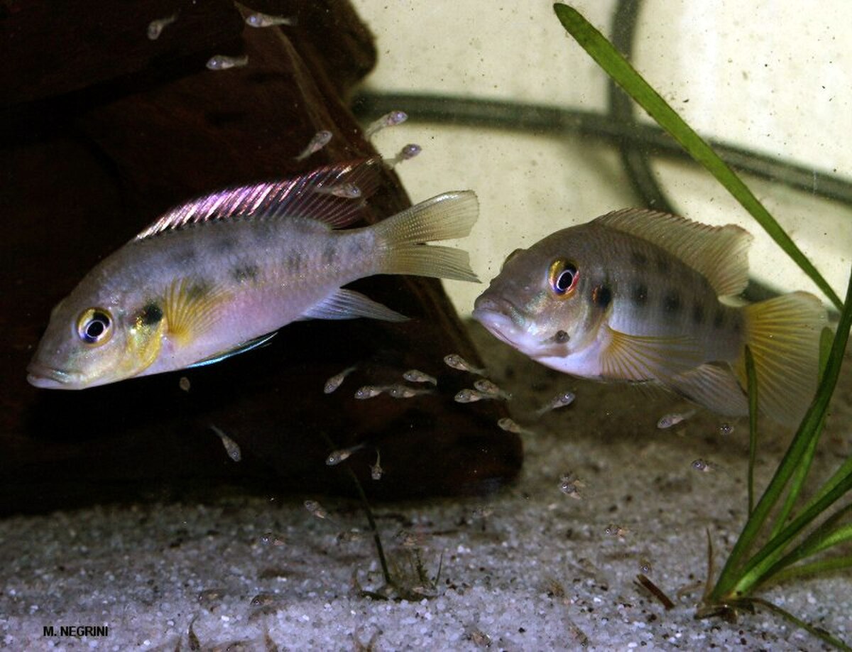 Chromidotilapia