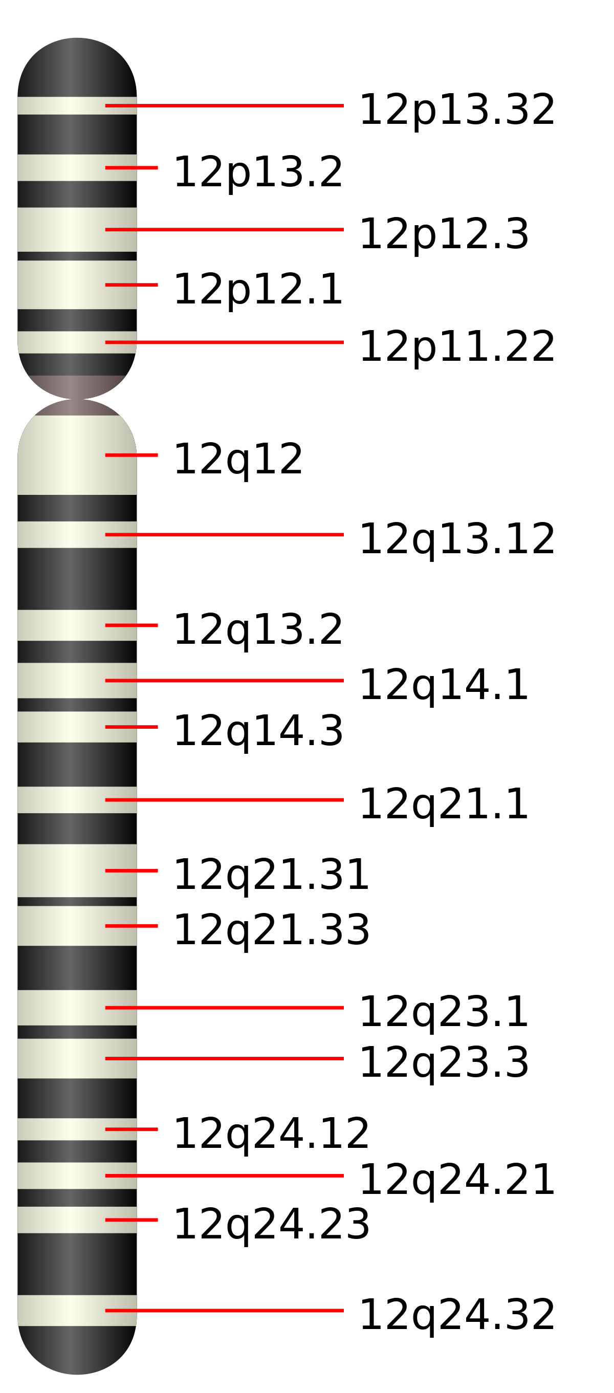 Chromosome 12 humain