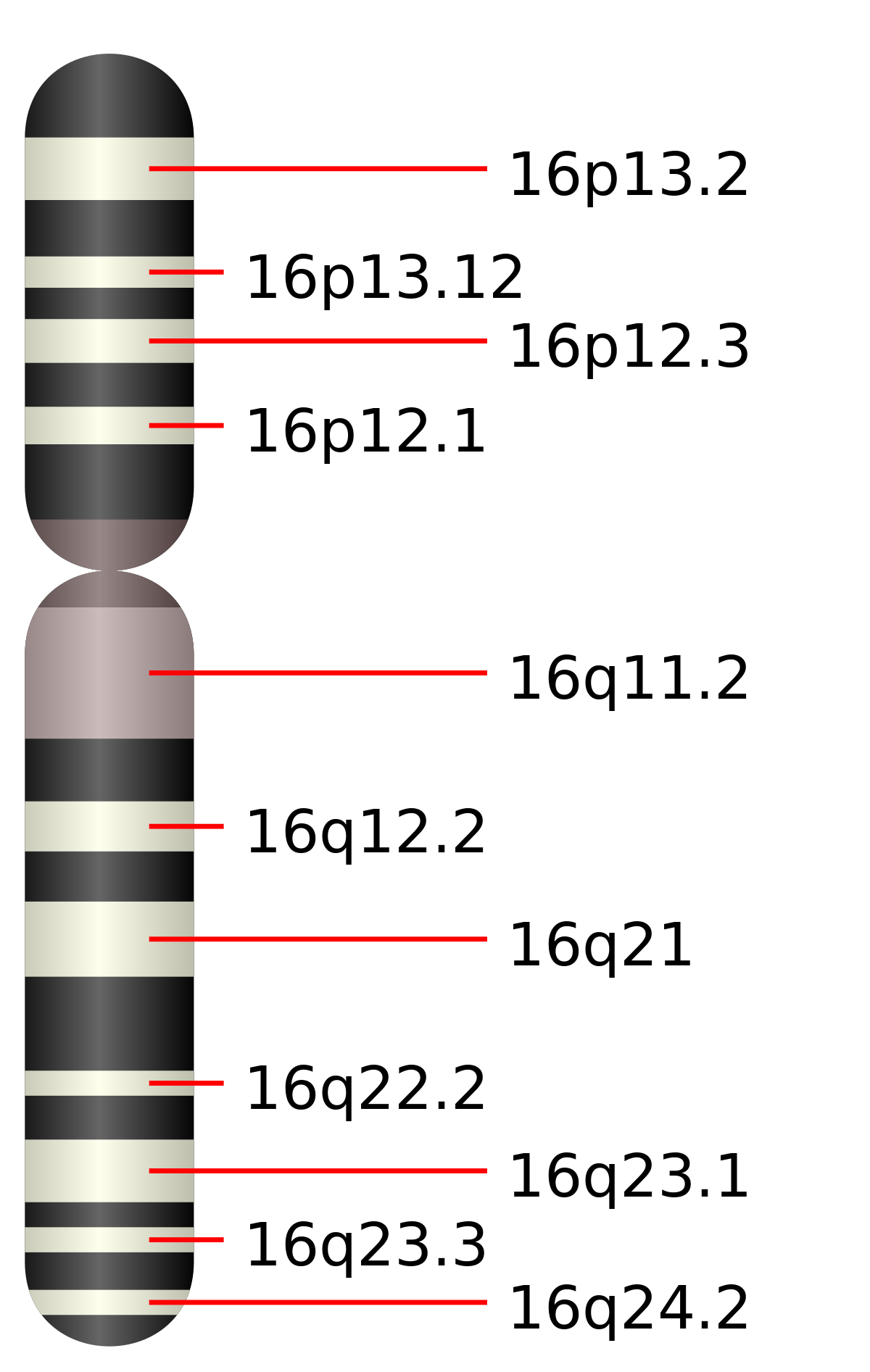 Chromosome 16 humain