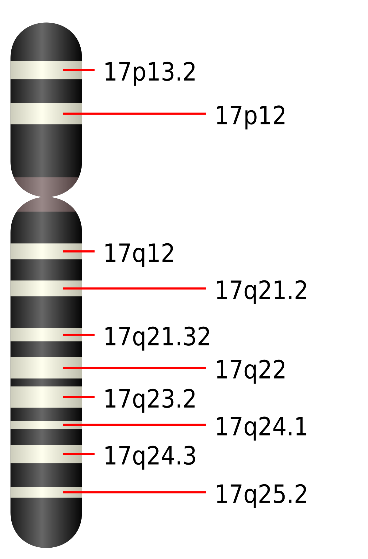Chromosome 17 humain