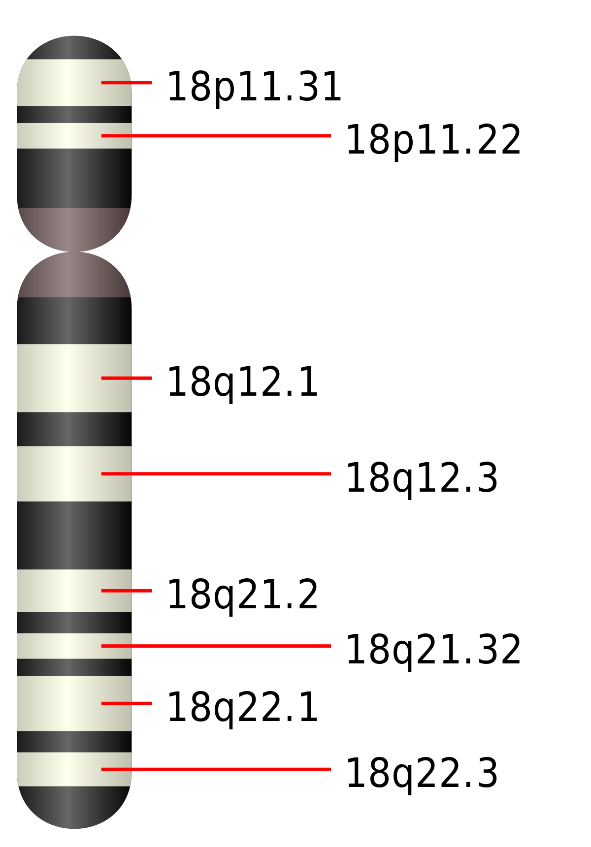 Chromosome 18 humain