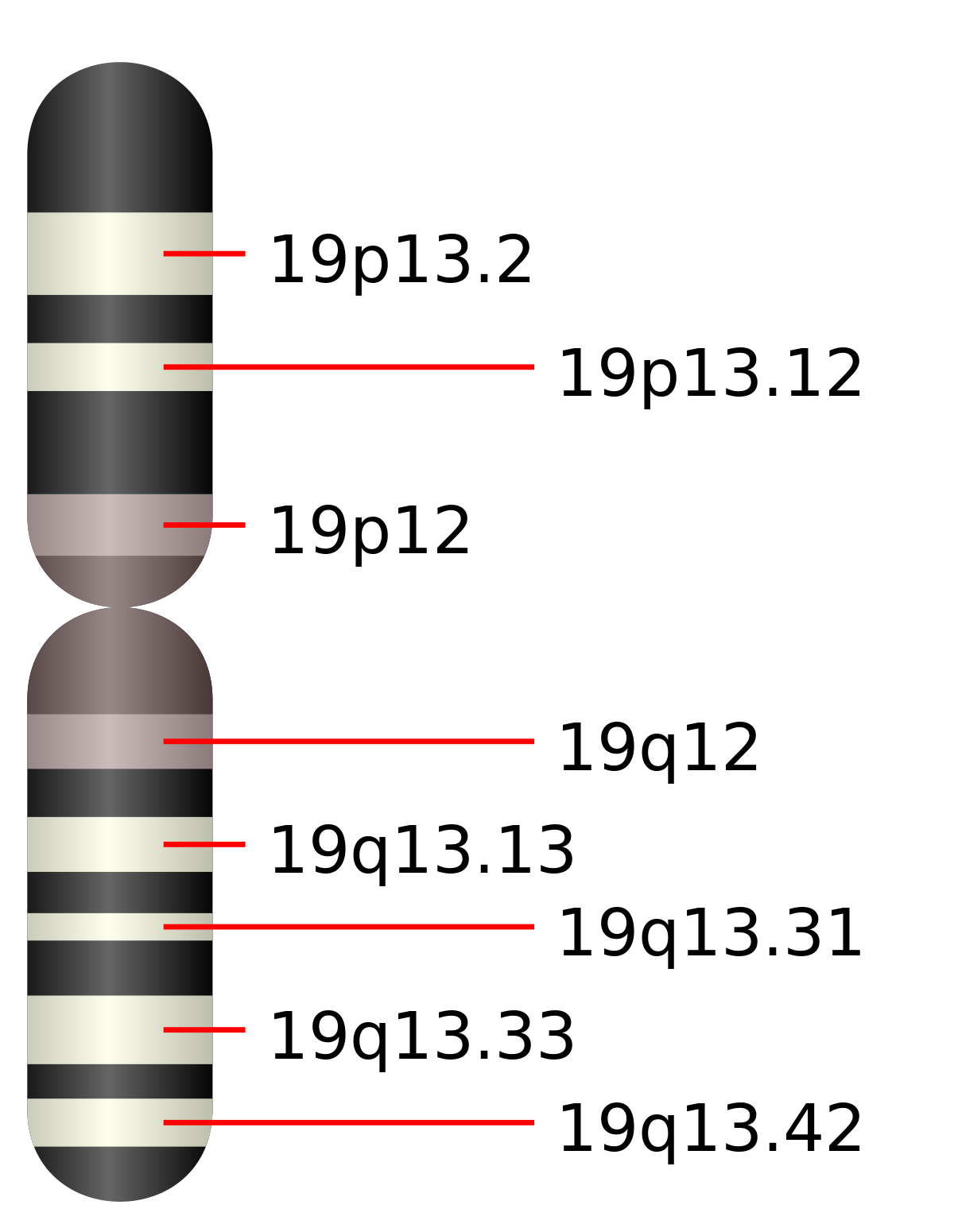 Chromosome 19 humain