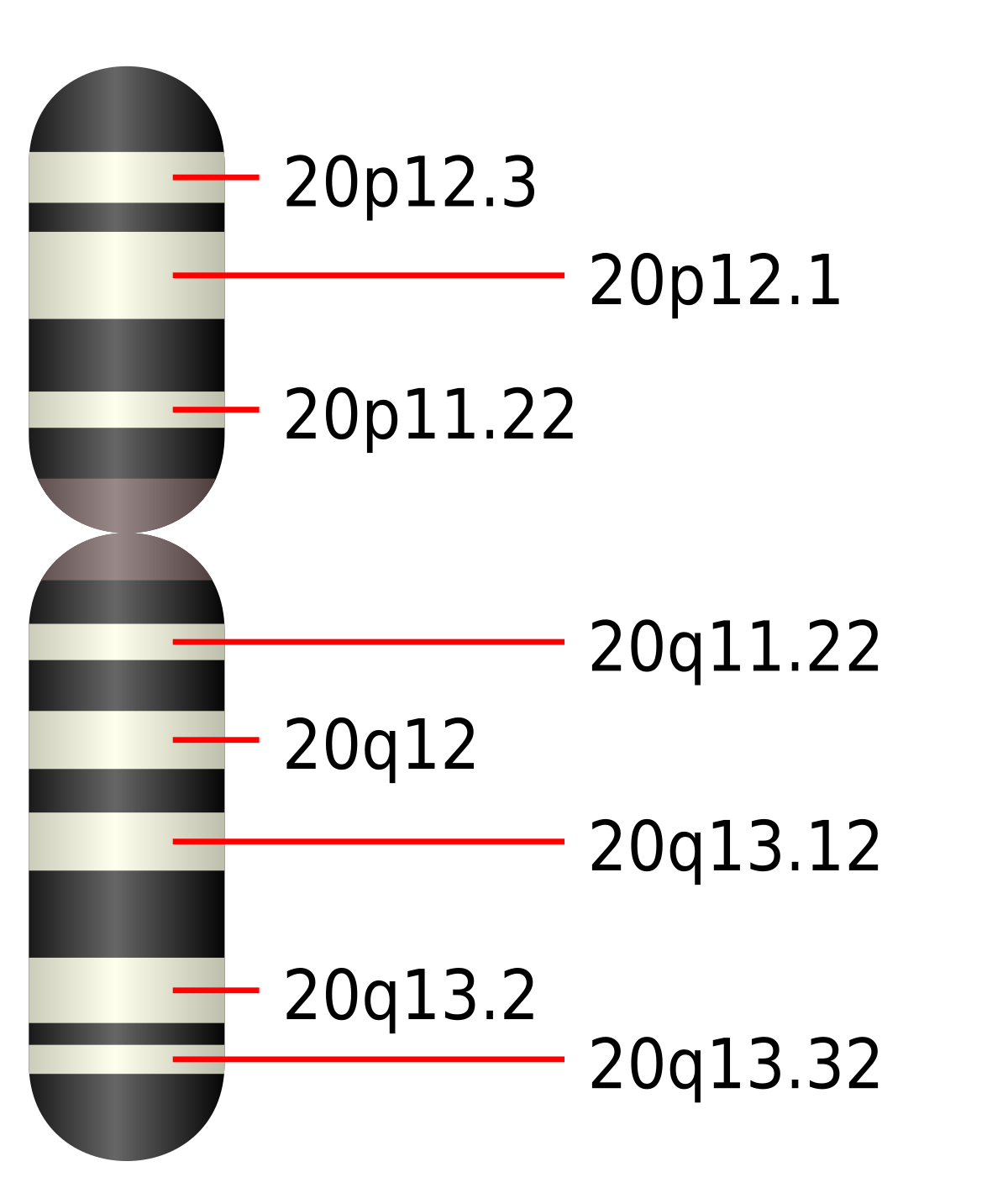 Chromosome 20 humain