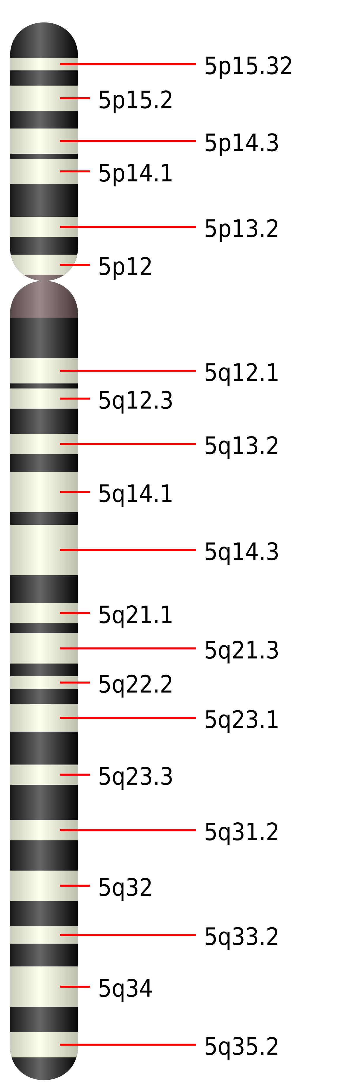 Chromosome 5 humain