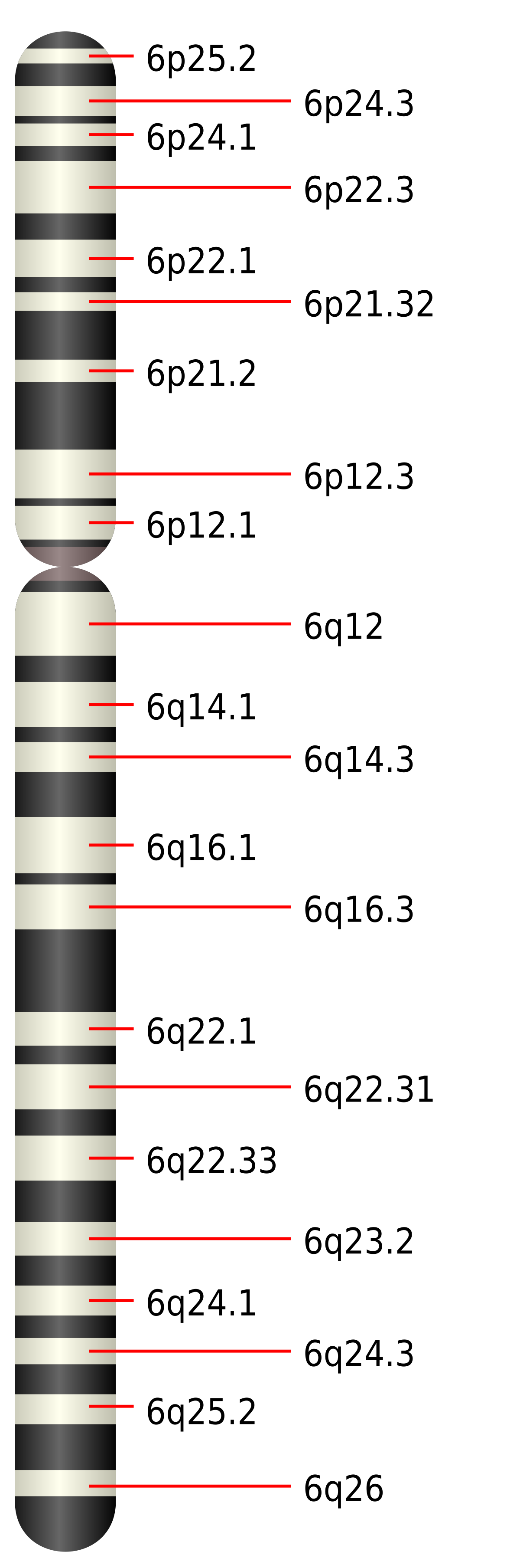 Chromosome 6 humain