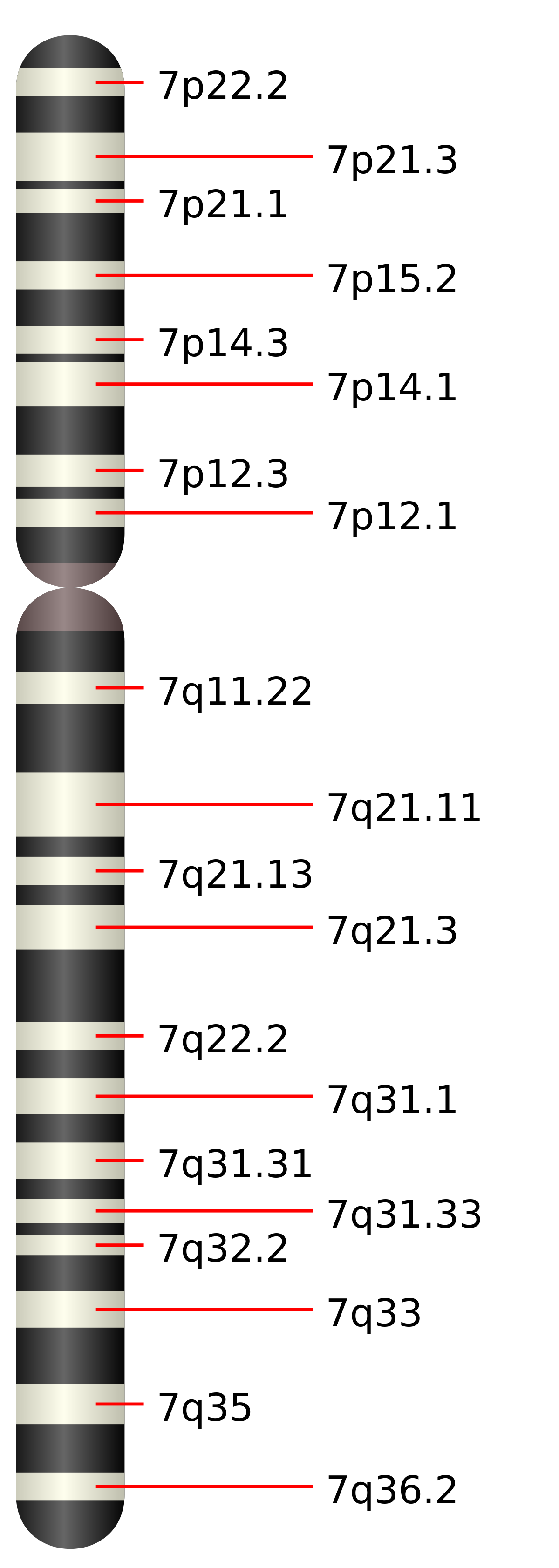 Chromosome 7 humain