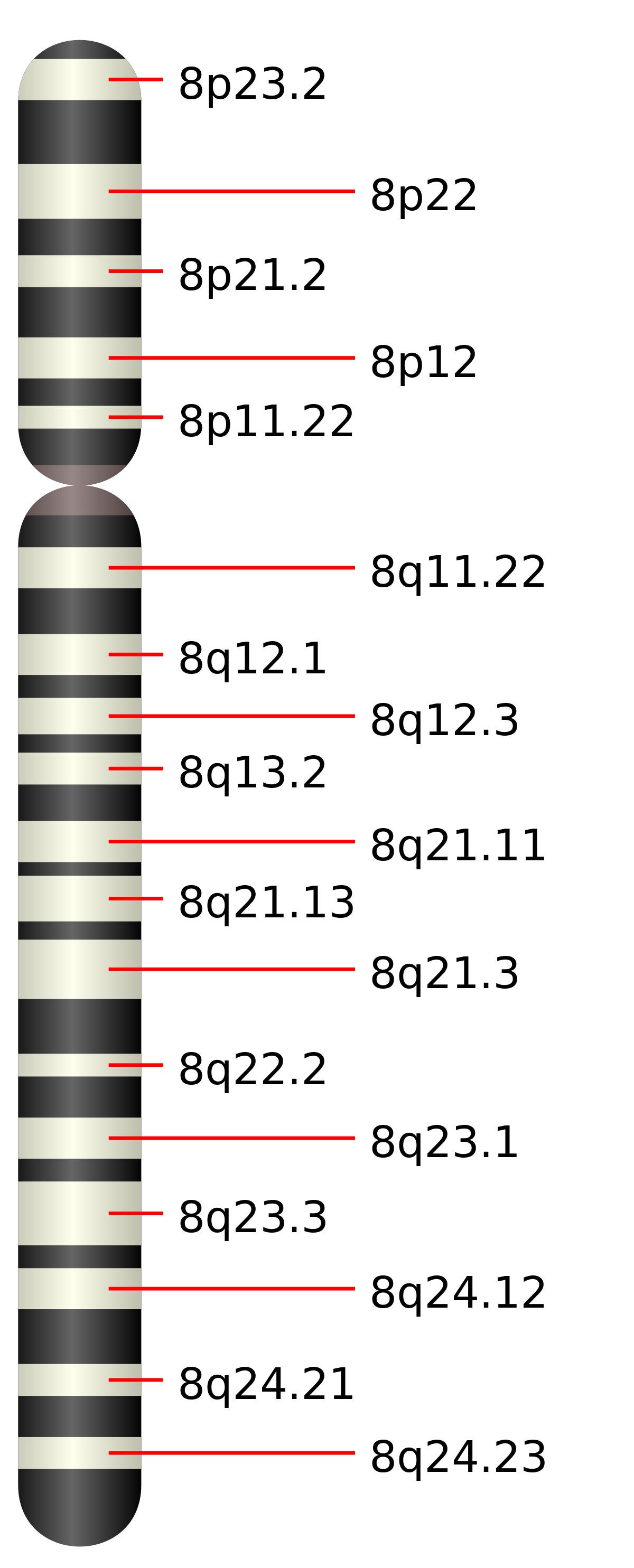 Chromosome 8 humain