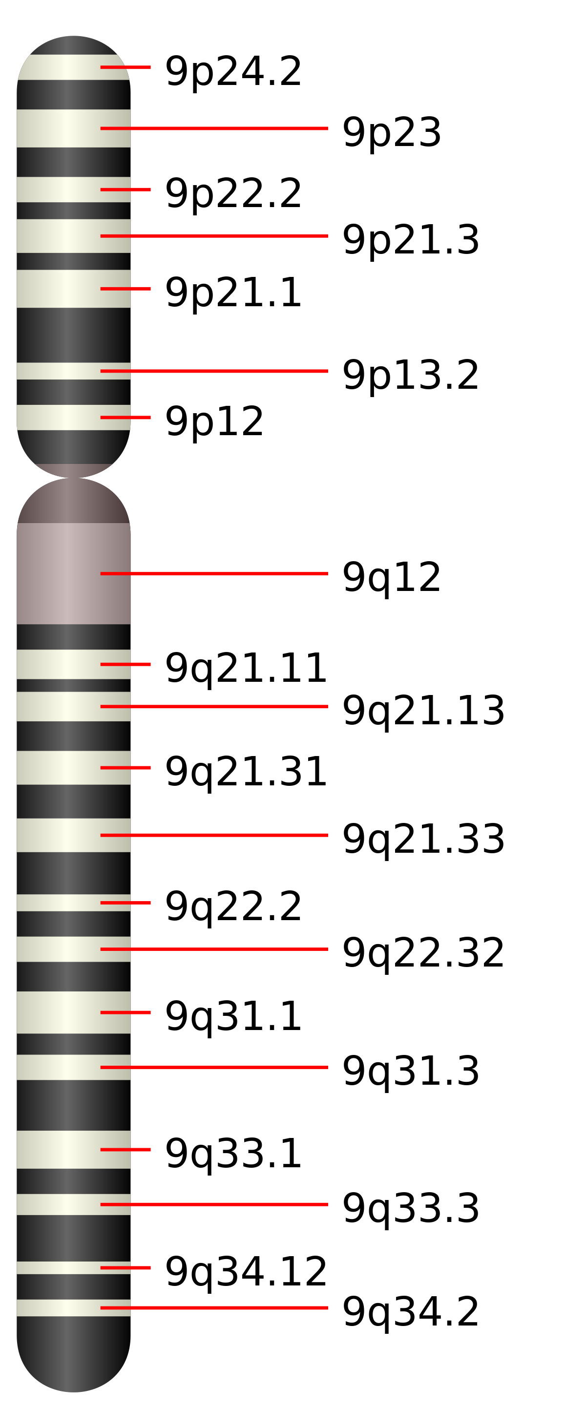 Chromosome 9 humain