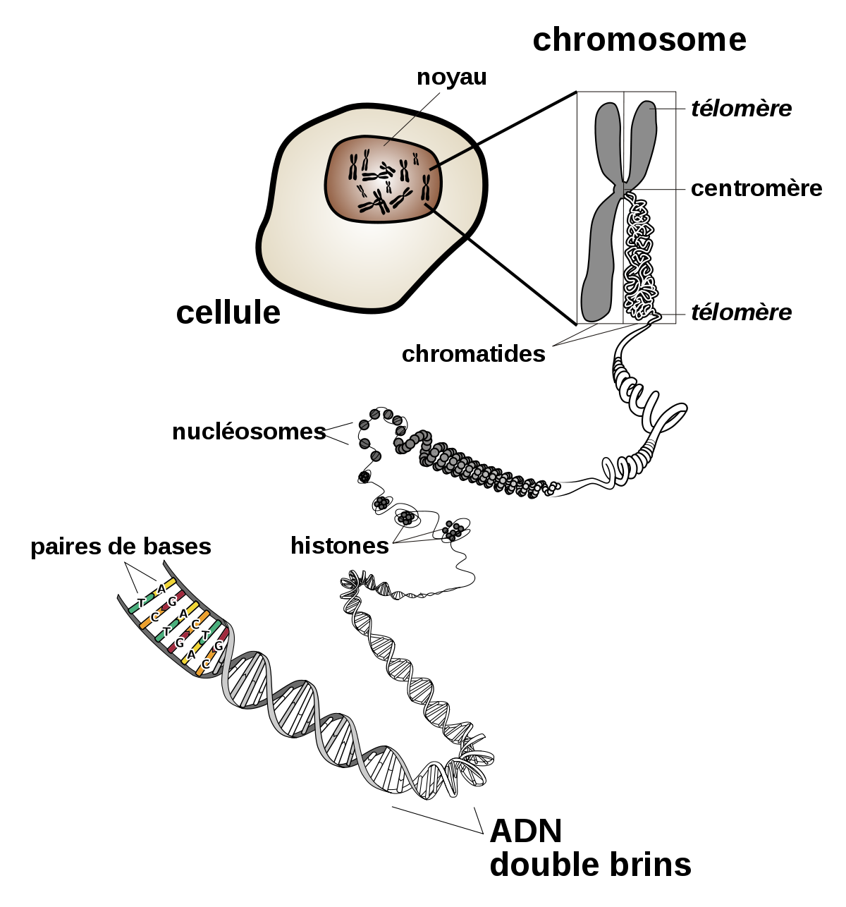 Chromosome