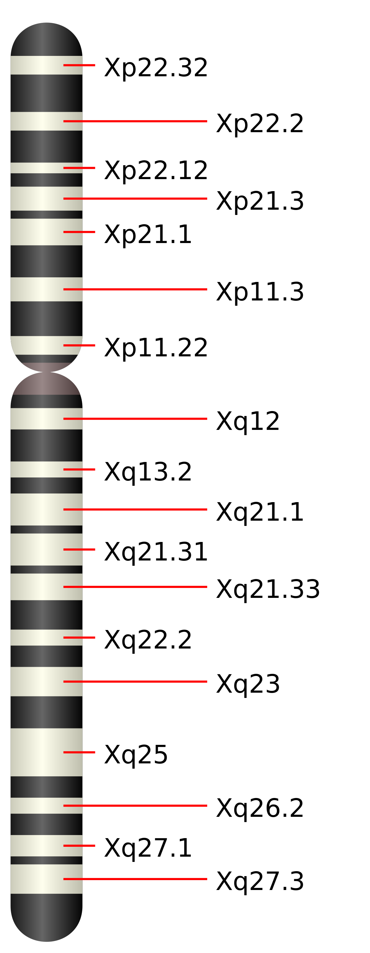 Chromosome X