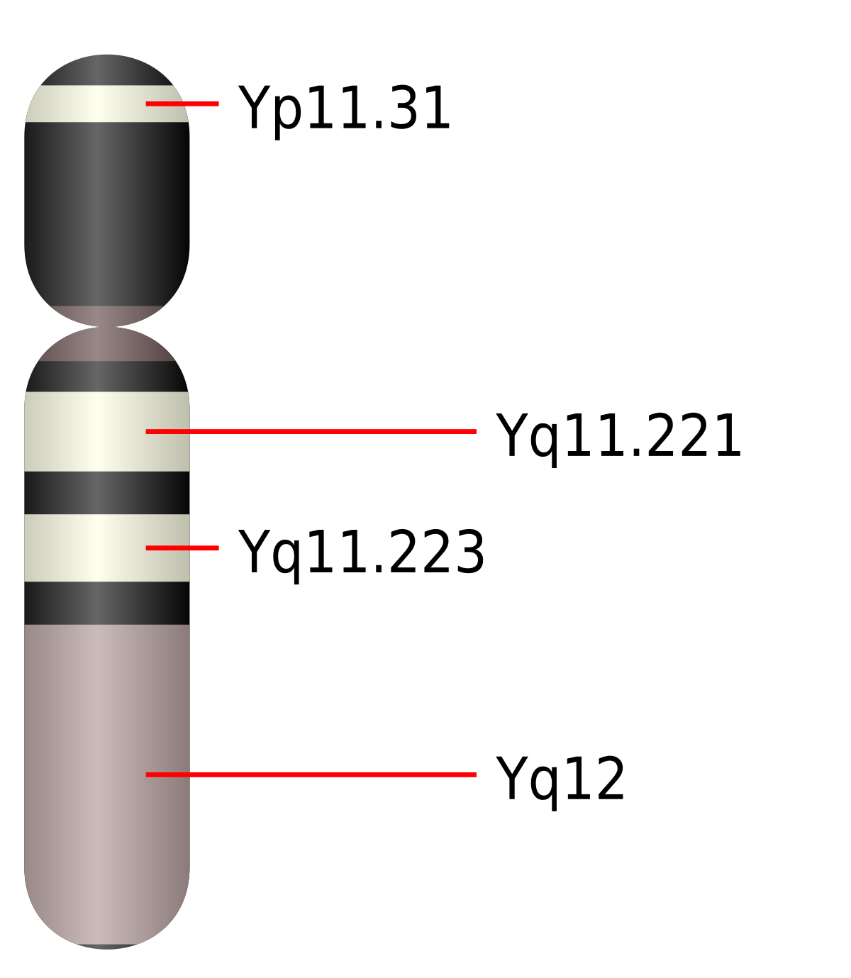 Chromosome Y