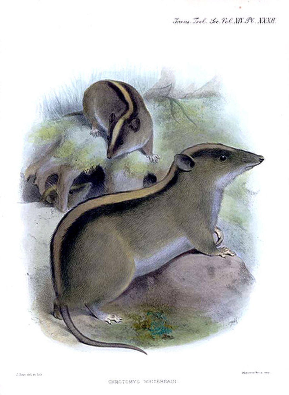 Chrotomys